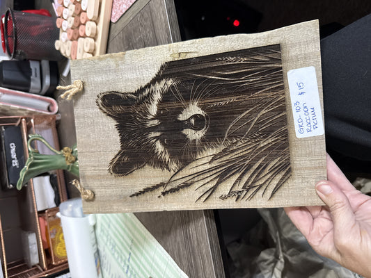 Raccoon picture